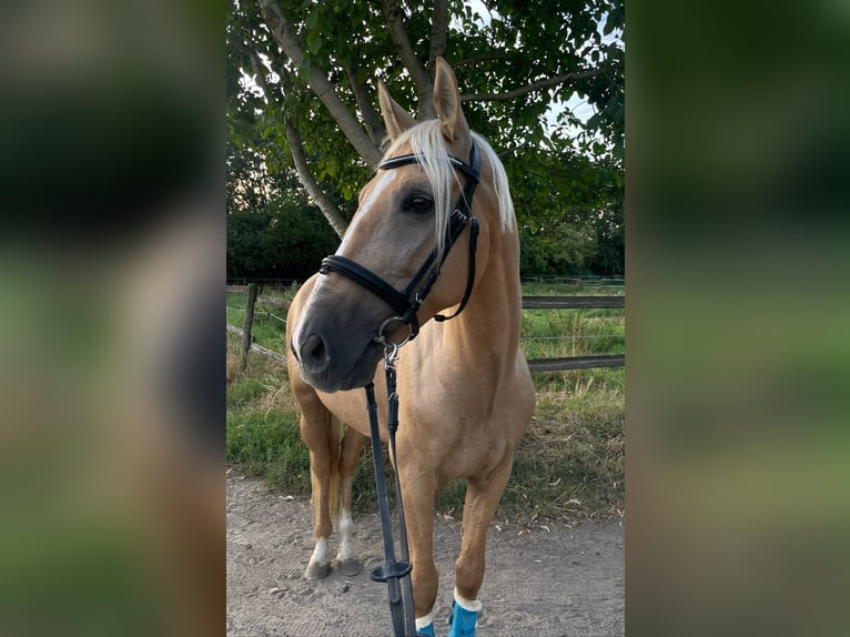 Cruzado Mix Castrone 7 Anni 162 cm Palomino in Rommerskirchen