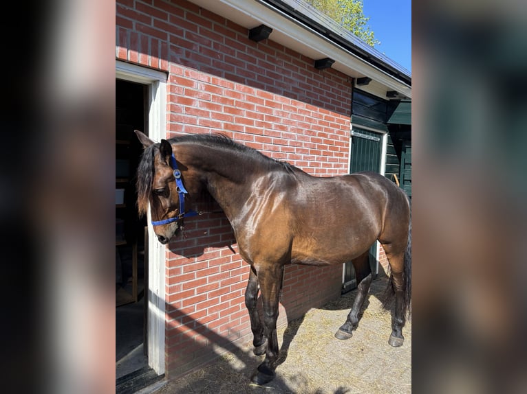 Cruzado Castrone 7 Anni 164 cm Baio scuro in Marum