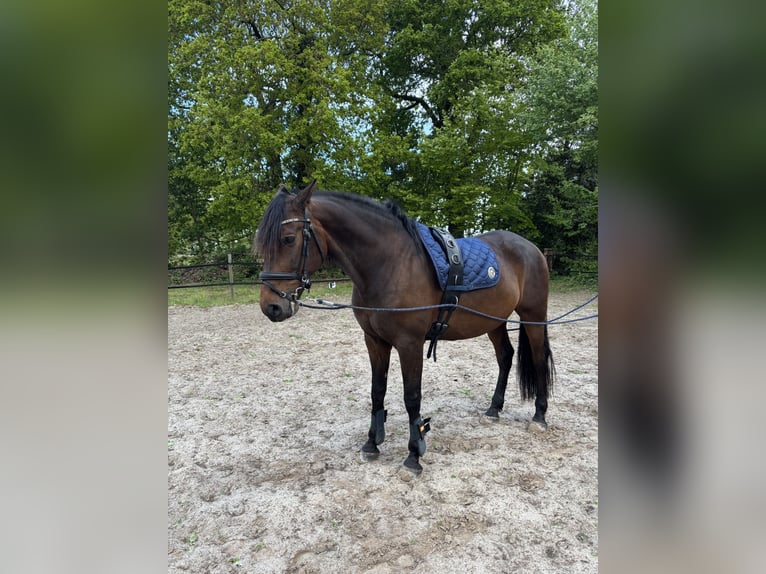 Cruzado Castrone 7 Anni 164 cm Baio scuro in Marum