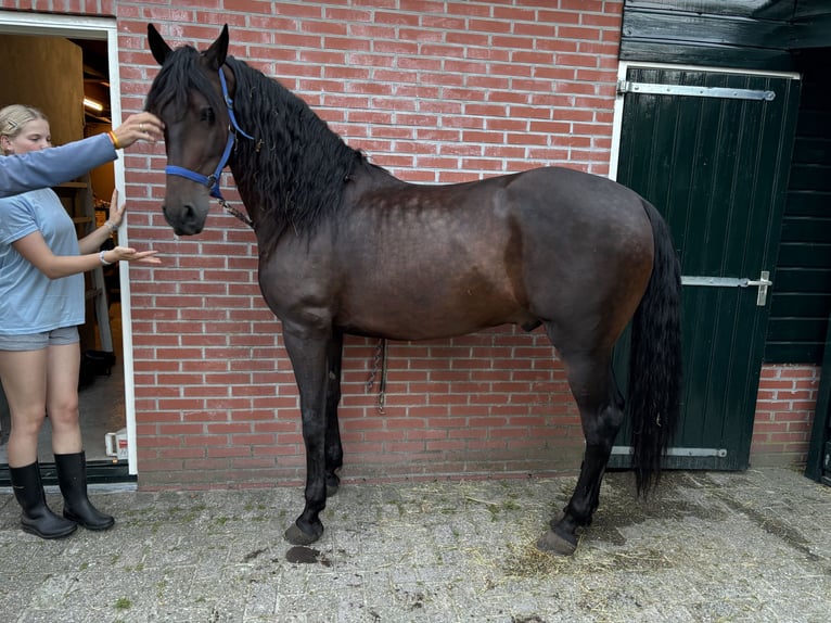 Cruzado Castrone 7 Anni 164 cm Baio scuro in Marum