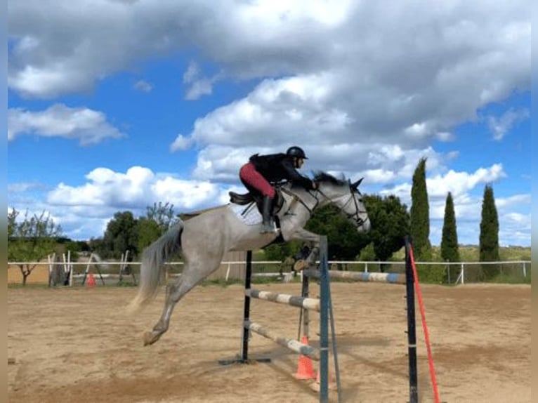 Cruzado Castrone 7 Anni 165 cm Grigio in Alpedrete