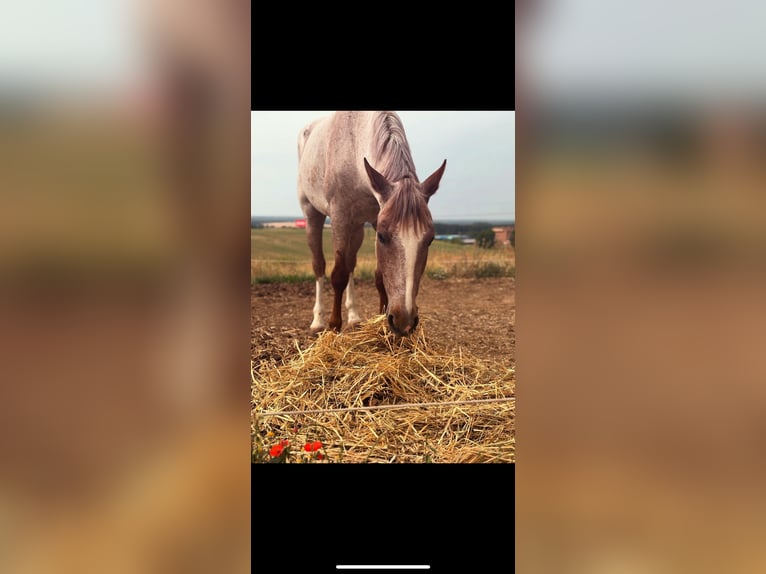 Cruzado Castrone 7 Anni 165 cm Roano rosso in Villaverde De Medina