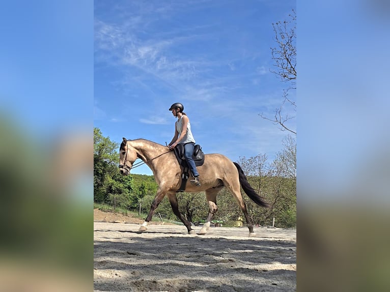 Cruzado Castrone 7 Anni 169 cm Pelle di daino in Stangau im Wienerwald