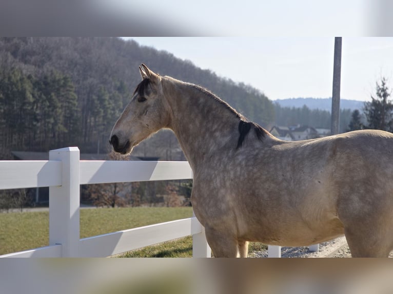 Cruzado Castrone 7 Anni 169 cm Pelle di daino in Stangau im Wienerwald