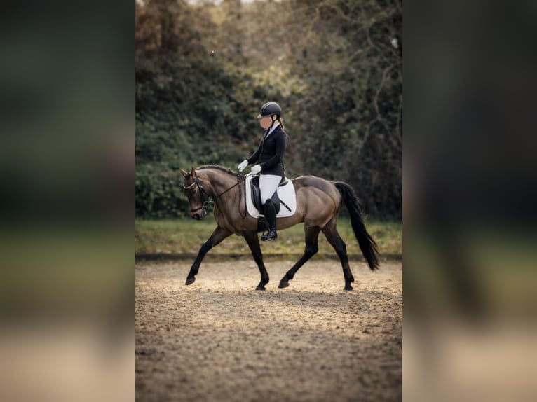 Cruzado Castrone 8 Anni 146 cm Pelle di daino in Badbergen