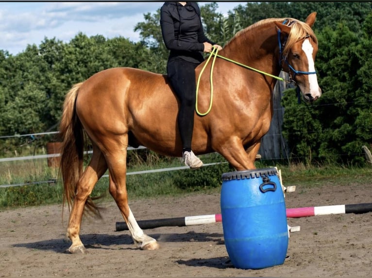 Cruzado Castrone 8 Anni 155 cm Sauro in Rostock