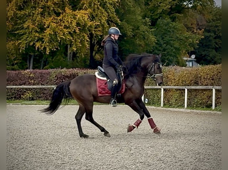 Cruzado Castrone 8 Anni 156 cm Baio scuro in Neustadt (Wied)