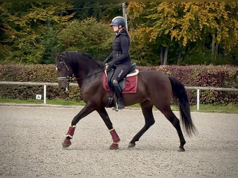 Cruzado Castrone 8 Anni 156 cm Baio scuro in Neustadt (Wied)