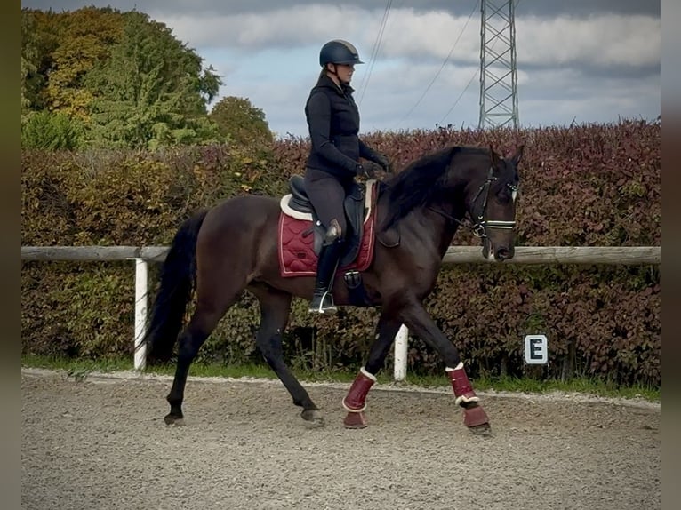 Cruzado Castrone 8 Anni 156 cm Baio scuro in Neustadt (Wied)