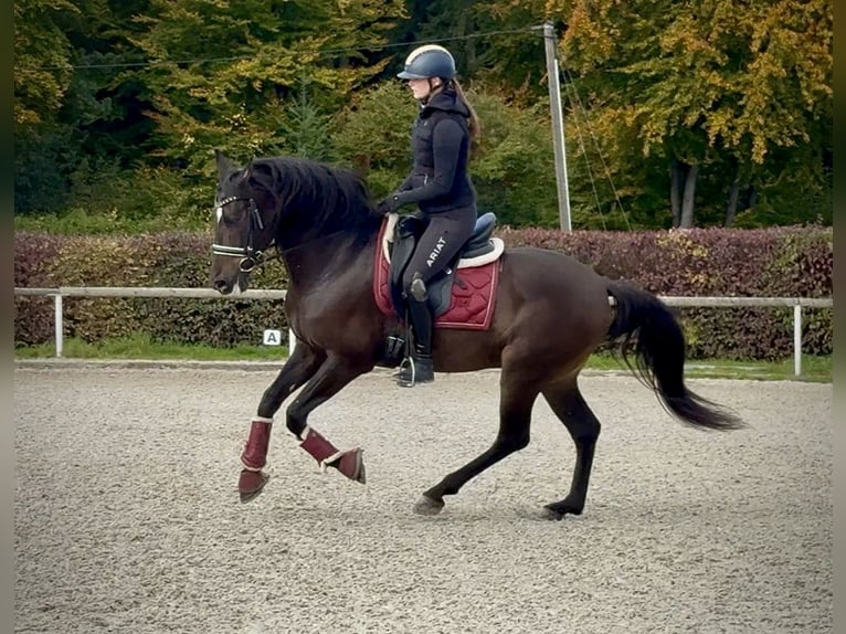 Cruzado Castrone 8 Anni 156 cm Baio scuro in Neustadt (Wied)