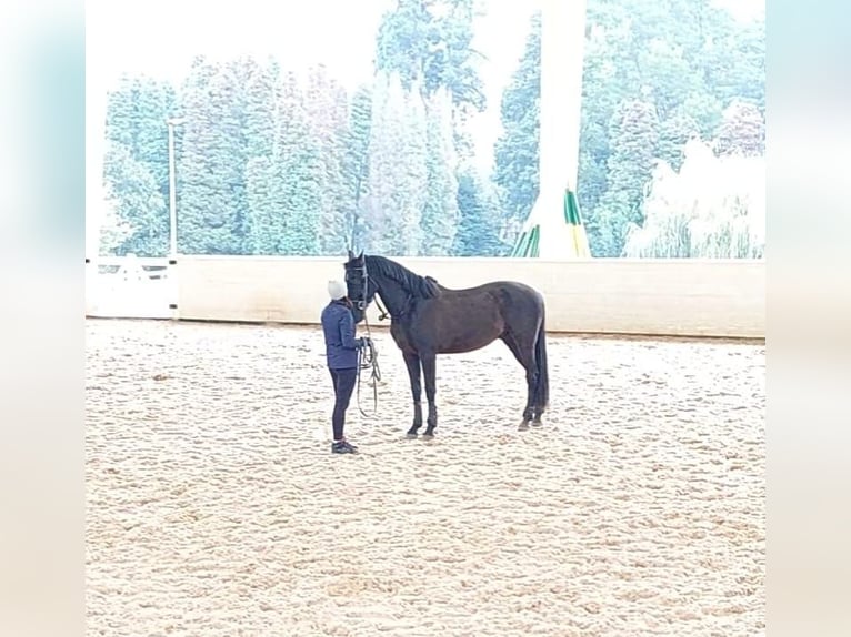 Cruzado Castrone 8 Anni 159 cm Morello in Illescas