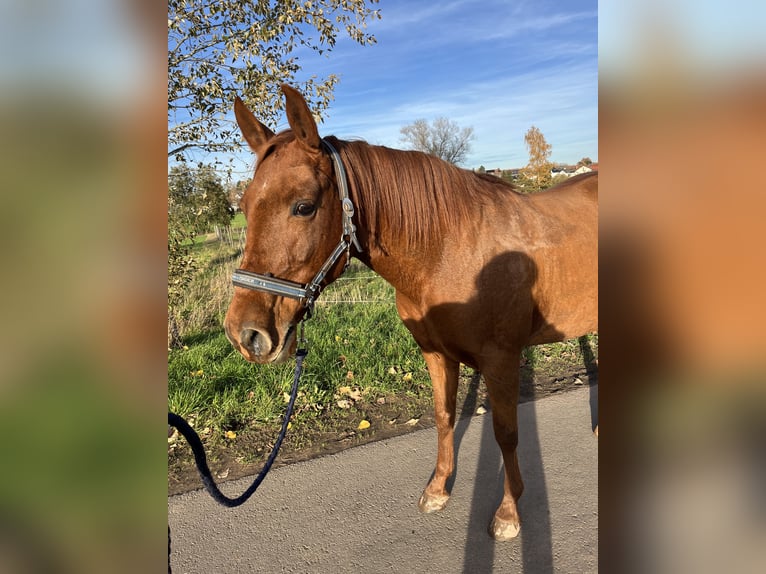 Cruzado Castrone 8 Anni 160 cm Sauro in Bruchmühlbach-Miesau