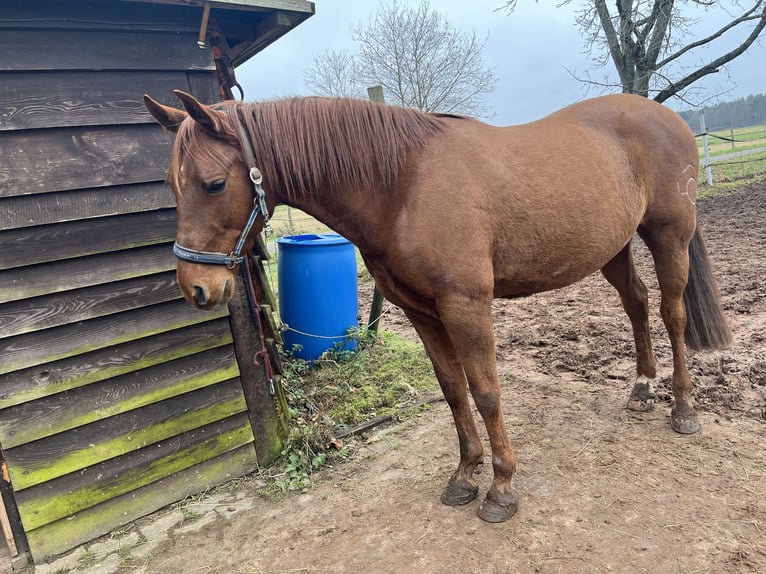 Cruzado Castrone 8 Anni 160 cm Sauro in Bruchmühlbach-Miesau