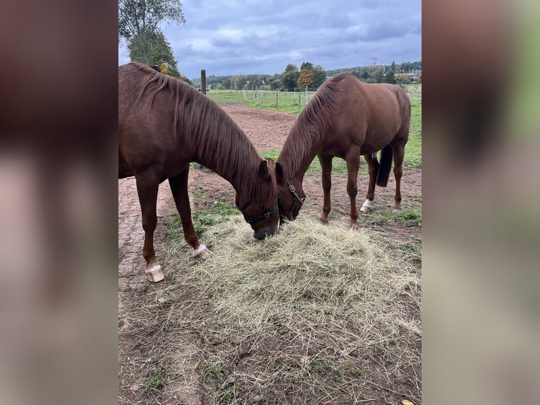 Cruzado Castrone 8 Anni 160 cm Sauro in Bruchmühlbach-Miesau