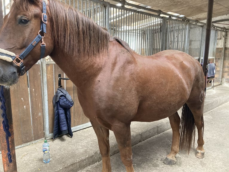 Cruzado Castrone 8 Anni 160 cm Sauro in Kirchlengern