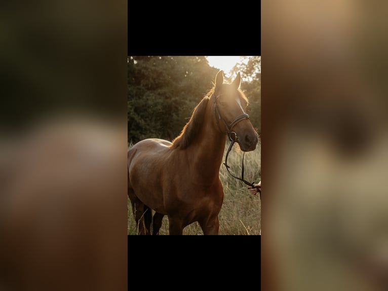 Cruzado Castrone 8 Anni 163 cm Sauro in Dorsten