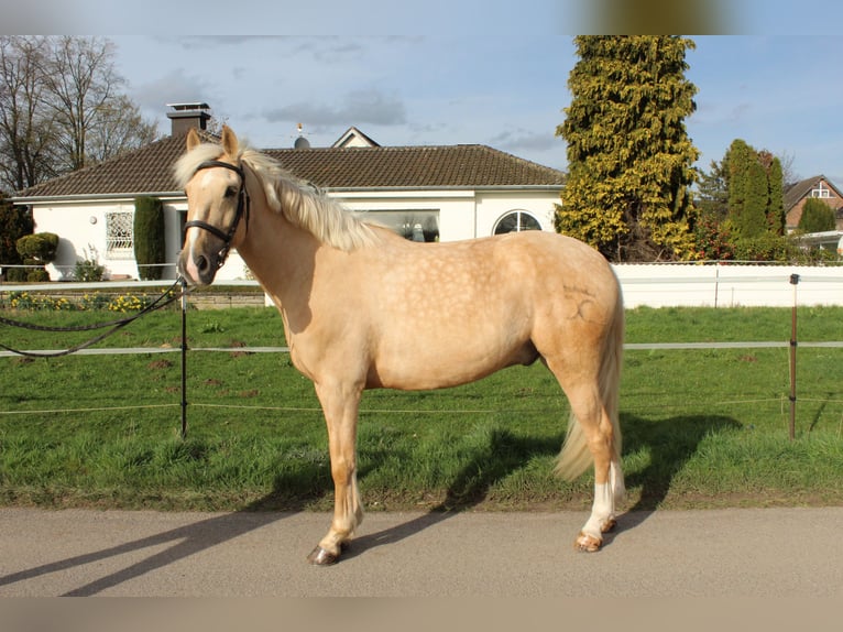 Cruzado Castrone 8 Anni 165 cm Palomino in Rommerskirchen