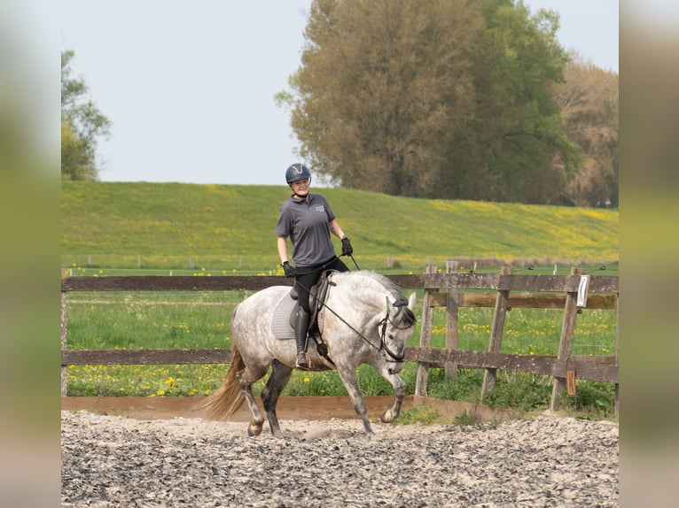 Cruzado Castrone 8 Anni 166 cm Grigio in Brakel