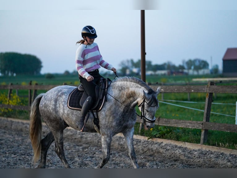 Cruzado Castrone 8 Anni 166 cm Grigio in Brakel