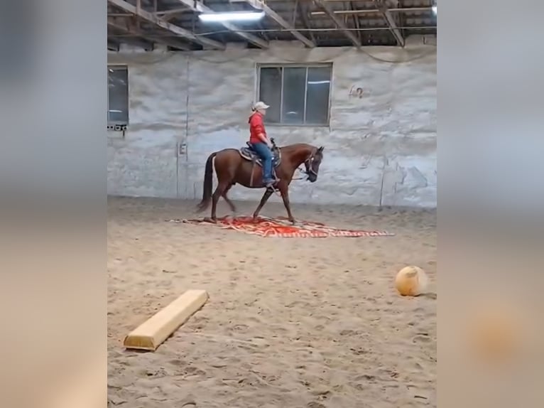 Cruzado Castrone 9 Anni 146 cm Sauro in Reisbach