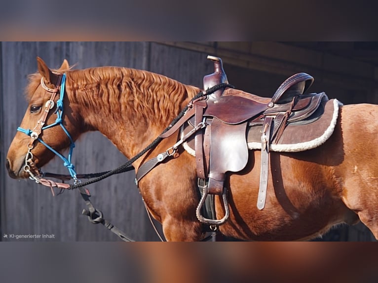 Cruzado Castrone 9 Anni 146 cm Sauro in Reisbach