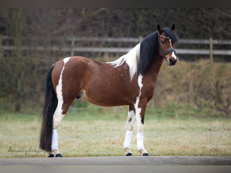 Cruzado Castrone 9 Anni 152 cm Pezzato in Babenhausen