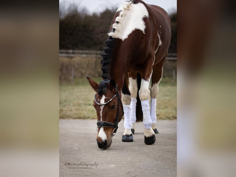 Cruzado Castrone 9 Anni 152 cm Pezzato in Babenhausen
