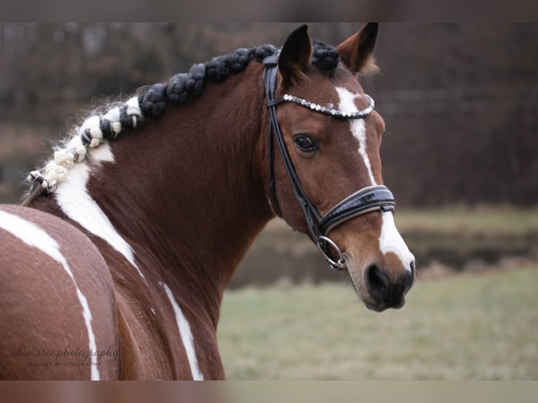 Cruzado Castrone 9 Anni 152 cm Pezzato in Babenhausen