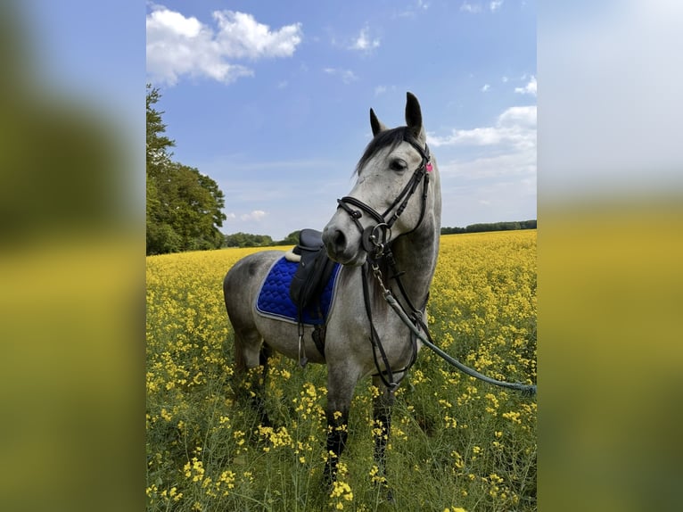 Cruzado Castrone 9 Anni 155 cm Grigio in Mönchengladbach