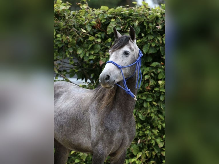 Cruzado Castrone 9 Anni 155 cm Grigio in Mönchengladbach