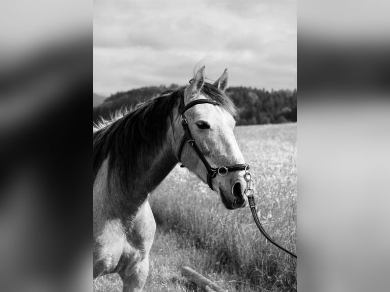 Cruzado Castrone 9 Anni 155 cm Grigio in Bredebro