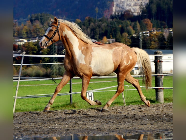 Cruzado Castrone 9 Anni 155 cm Overo-tutti i colori in Kirchbichl