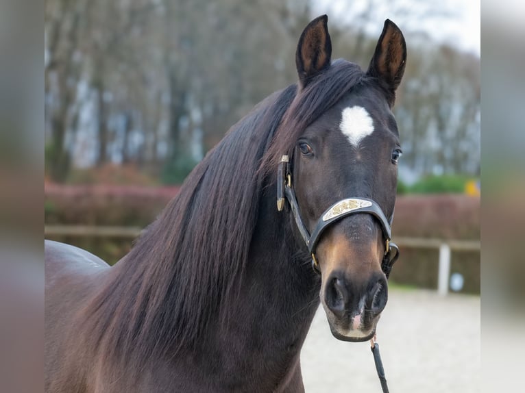 Cruzado Castrone 9 Anni 158 cm Baio scuro in Neustadt (Wied)