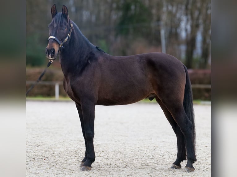 Cruzado Castrone 9 Anni 158 cm Baio scuro in Neustadt (Wied)