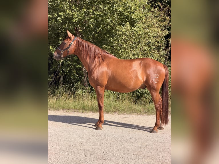 Cruzado Castrone 9 Anni 158 cm Sauro in Reutlingen