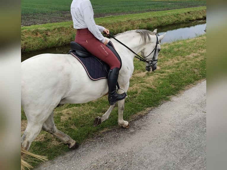 Cruzado Castrone 9 Anni 160 cm  in Midwolda