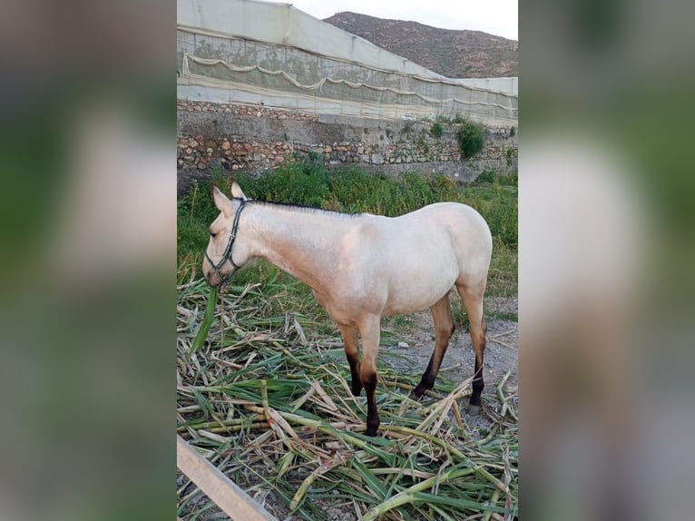 Cruzado Castrone Puledri (01/2026)  in Lobres