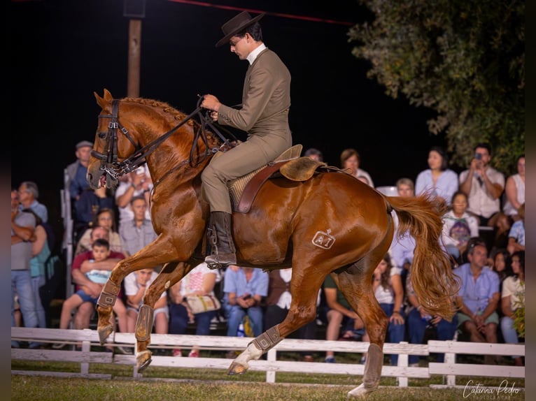 Cruzado Étalon 12 Ans 158 cm Alezan in Tomar