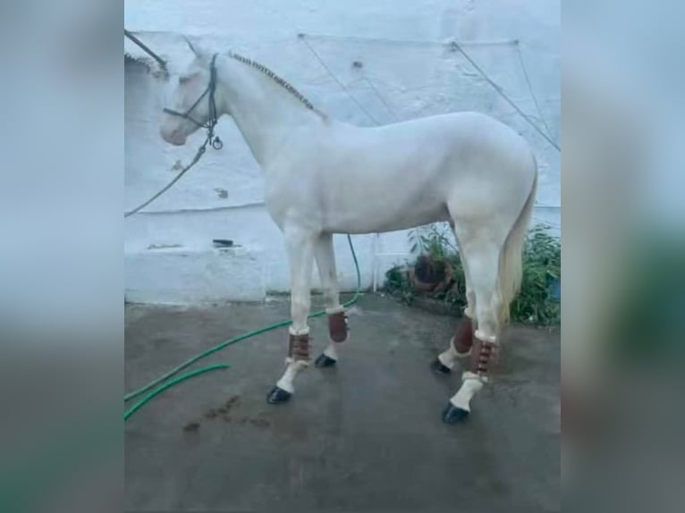 Cruzado Étalon 1 Année 165 cm Cremello in Gierałtowice