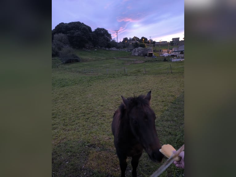 Cruzado Étalon 1 Année Bai brun in Maño