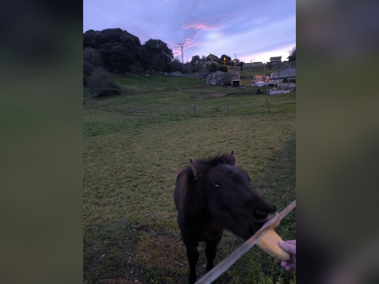 Cruzado Étalon 1 Année Bai brun in Maño