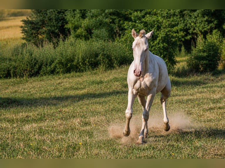 Cruzado Étalon 1 Année Cremello in Gierałtowice