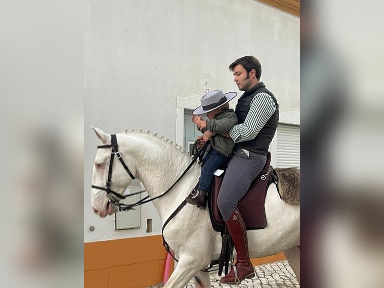 Cruzado Étalon 1 Année Cremello in Gierałtowice