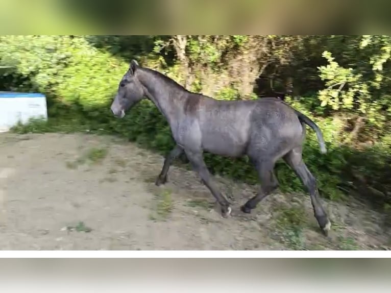 Cruzado Croisé Étalon 1 Année Gris in Bolonia