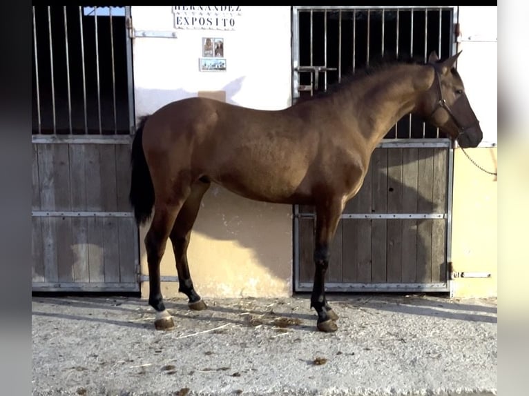 Cruzado Étalon 2 Ans 155 cm Bai clair in Almeria