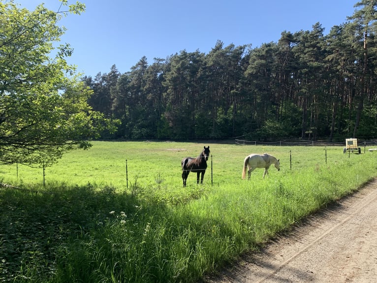 Cruzado Étalon 2 Ans 155 cm Noir in Karby
