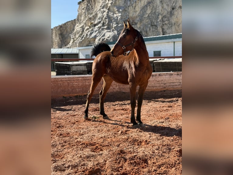 Cruzado Étalon 2 Ans Bai in Fuendetodos