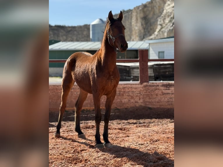Cruzado Étalon 2 Ans Bai in Fuendetodos