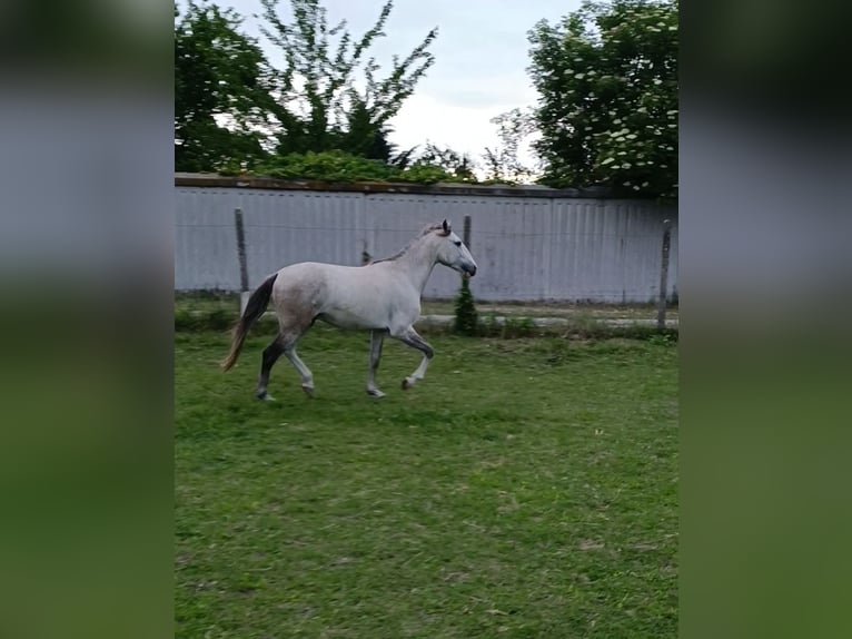 Cruzado Étalon 3 Ans 154 cm Perle in Bratislava