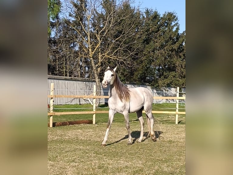 Cruzado Étalon 3 Ans 154 cm Perle in Bratislava